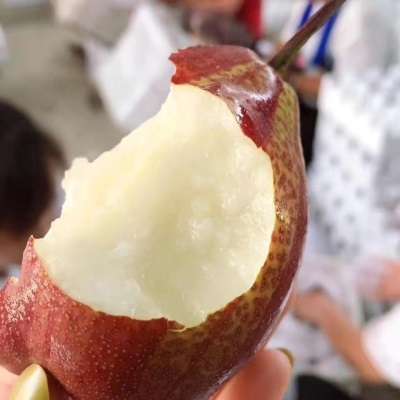 正宗陕西彩虹梨9斤整箱当季新鲜水果薄皮梨子10批发包邮5斤红皮梨