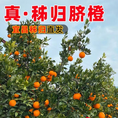 伦晚脐橙3/5/9斤装榨汁新鲜水果秭归脐橙橙子产地直供伦晚春