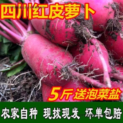 四川红皮萝卜泡菜萝卜非胭脂萝卜农家新鲜萝卜四川泡菜用有坏包赔