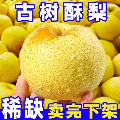 爆甜酥梨当季新鲜水果应季脆甜薄皮黄梨子批发整箱厂家直发跨境