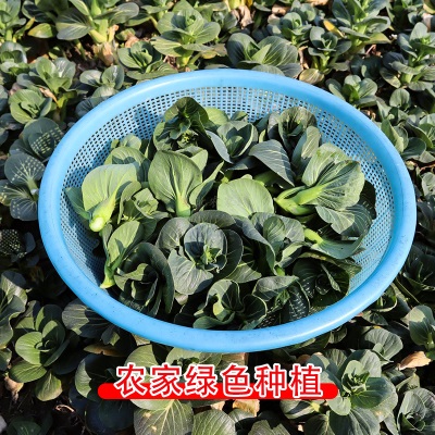 苏北菜苔新鲜农家自种摘发菜头青菜苔苏州青江苏当季海菜心批发