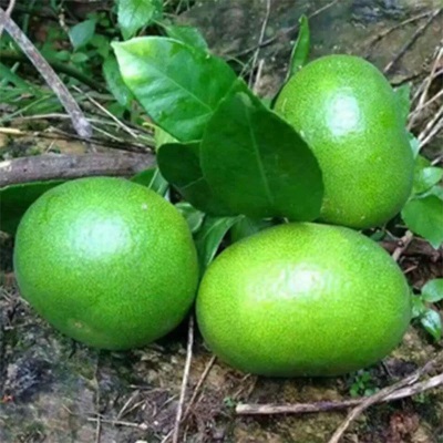 湖北云南青皮蜜桔水果橘子蜜桔整件包邮新鲜水果应季蜜桔一件代发