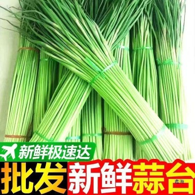 种现摘蒜苔蔬菜当季蒜毫蒜苗农家应季5蒜心蒜薹斤20251斤新鲜自