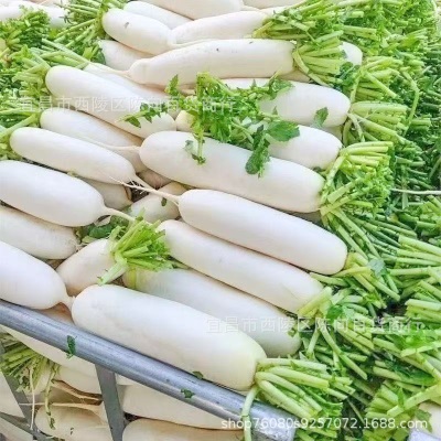打霜新鲜萝卜白萝卜现挖现发泡菜用萝卜新鲜农家脆甜生吃当季火锅
