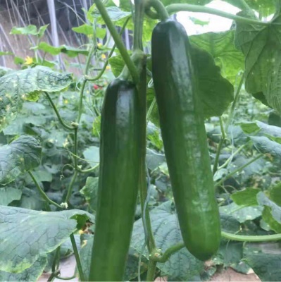 山东无刺水果小黄瓜 新鲜现摘果蔬生吃无刺5斤小青瓜荷兰水果黄瓜