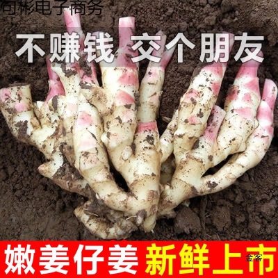 新鲜嫩姜生姜鲜姜仔姜子姜新鲜现挖姜芽糖醋姜泡姜蔬菜非小黄姜