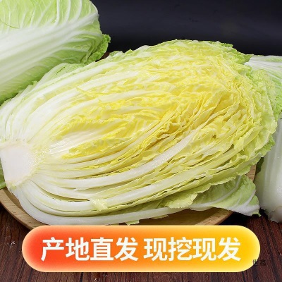 山东潍坊大白菜新鲜10斤包邮鲜嫩蔬菜农家自种黄心包心菜整颗白菜