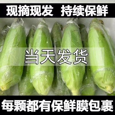 广西现摘冰糖白糯水果玉米生吃棒子新鲜水果即食金银甜嫩糯代餐