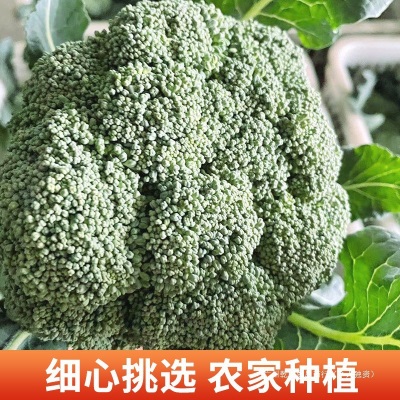 苏北农家现摘西兰花新鲜西蓝花绿青花菜花椰菜脆嫩菜花时令蔬菜