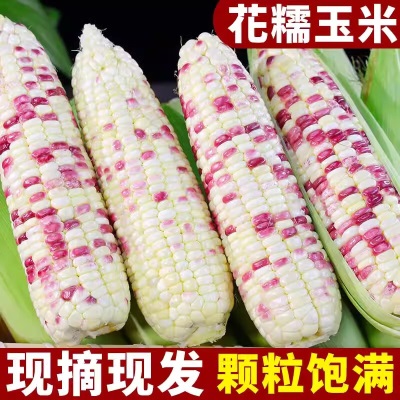 新鲜生的玉米花糯玉米香糯玉米现摘彩色生水果玉米棒带皮现摘现发