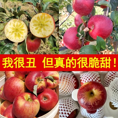 新鲜大凉山丑苹果脆甜冰糖心苹果当季现摘孕妇水果红富士包邮代发