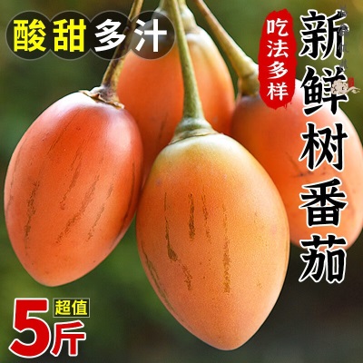 云南保山大树番茄洋酸茄罕见稀有水果当季新鲜水果顺丰包邮