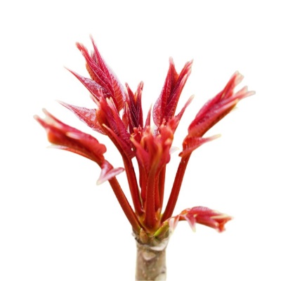 春季新鲜香椿芽食用露天产地采摘一斤装红香椿嫩芽叶供应批发