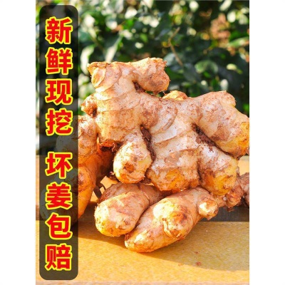 云南小黄姜生姜新鲜罗平小黄姜月子姜老姜山地土姜沙姜蔬菜