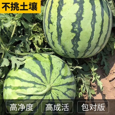 懒汉麒麟王8424西瓜种子籽超甜高产早熟薄皮西瓜王种子瓜果种子