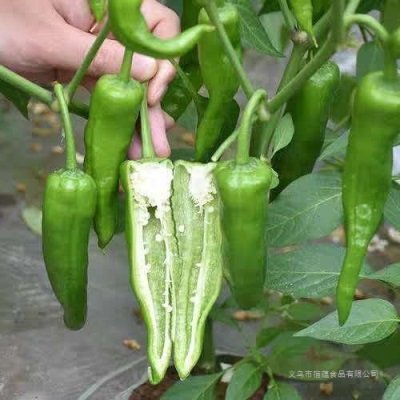 新鲜辣椒辣妹子剁椒超辣特辣薄皮辣椒笨辣椒青椒蔬菜非常辣