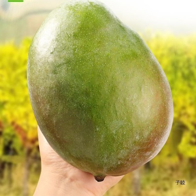 四川攀枝花凯芒果10斤新鲜水果当季现摘整箱大青皮甜心芒果包邮