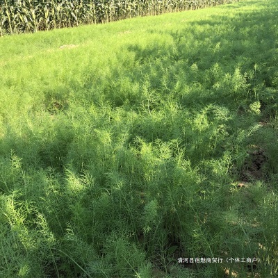 现货 包邮山东茴香菜新鲜包邮鲜嫩小茴香苗不带根荤香菜鲜茴香4斤
