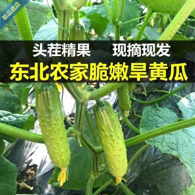 新鲜头茬东北旱黄瓜刺黄瓜小青瓜甜脆可口农村味道现摘现发