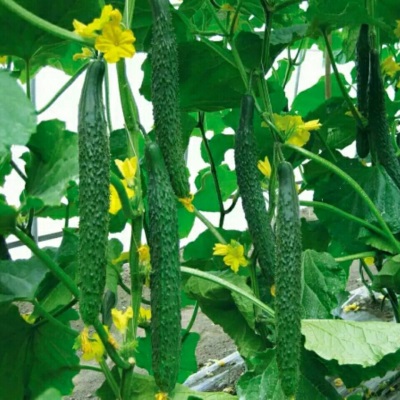 农家现摘新鲜蔬菜黄瓜应季水果黄瓜生吃脆嫩带刺青瓜批发黄瓜