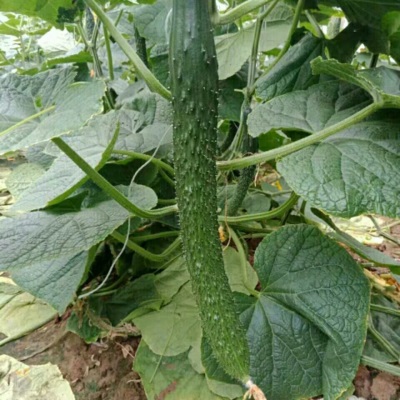 农家现摘新鲜蔬菜黄瓜应季水果黄瓜生吃脆嫩带刺青瓜批发黄瓜