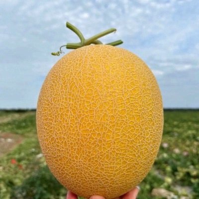 海南黄金蜜瓜黄哈密瓜新鲜当季水果现摘现发产地直发整箱一件代发