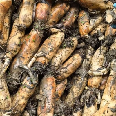 湖北洪湖莲藕粉藕煲汤新鲜现挖农家特产当季蔬菜九孔糯藕炖汤批发