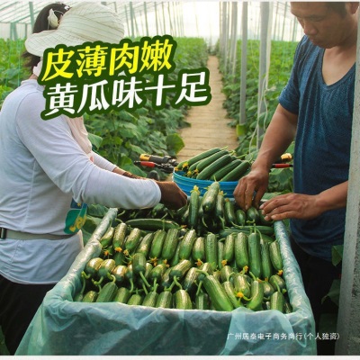 黄瓜新鲜小黄瓜水果小青瓜荷兰蔬菜农家10山东旱生吃5斤现摘现发