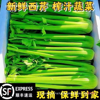 西芹新鲜10斤榨汁山东寿光去叶大芹菜顺丰包邮现砍现发蔬菜脆