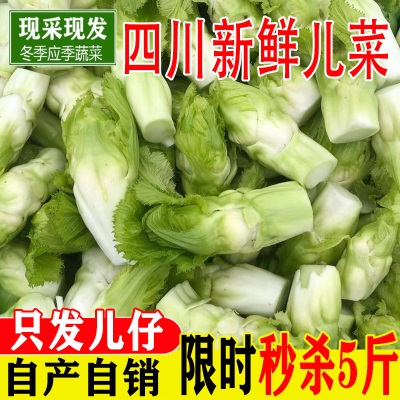 四川农家自种儿时令菜仔绿色蔬菜嫩儿新鲜儿菜娃娃菜母子全年