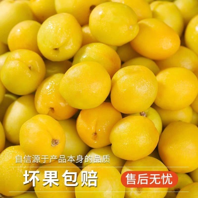 现摘敦煌李广杏新鲜水果孕妇杏子整箱当季时令敦煌甜油杏水分足甜
