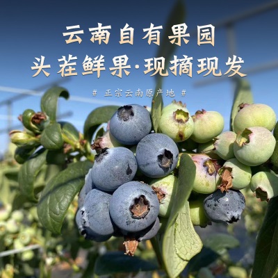 蓝莓鲜果云南花香蓝莓新鲜水果12盒特大果高山怡颗甜莓整箱顺丰