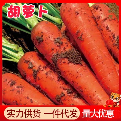 胡萝卜10斤整箱沙地萝卜新鲜蔬菜脆甜爽口带泥批发农家现挖胡萝卜