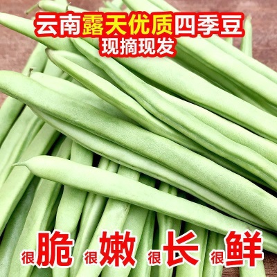 【现摘】云南露天四季豆新鲜时令便宜无筋豆芸豆新鲜蔬菜