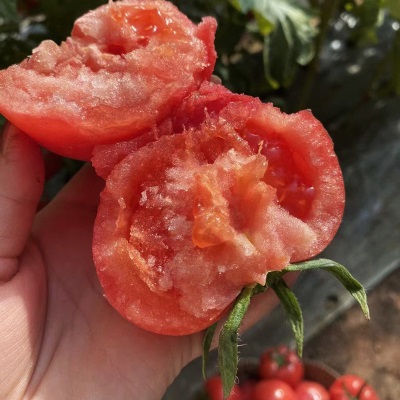 陕西普罗旺斯西红柿新鲜水果番茄现摘西红柿当季泾阳普罗旺斯番茄