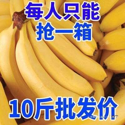 10大包邮芭蕉香蕉W又5香蕉整箱2好吃斤批高山当季新鲜水果香甜斤