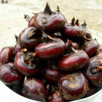 新鲜马蹄湖北农家荸荠特产带泥特大蔬菜地梨多汁地栗应季水果现挖