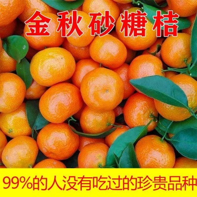 砂糖橘广西金秋薄皮当季新鲜孕妇水果整箱批发包邮独立站速卖通