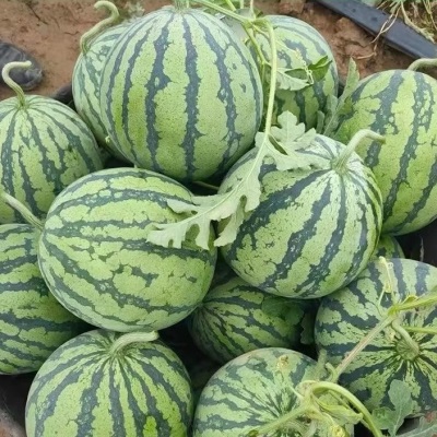 头茬麒麟西瓜新鲜当季水果摘8美都西瓜薄皮西瓜有籽无籽西瓜