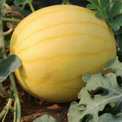 金皇后礼品西瓜种子黄皮早熟西瓜种籽改良版春夏季瓜果蔬菜种籽孑