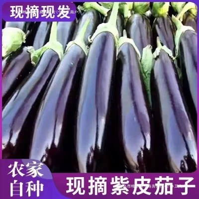 山东寿光大棚紫皮茄子新鲜烧烤茄子红烧茄子绿把紫色长茄新鲜紫茄