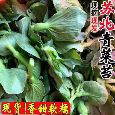 苏北菜苔新鲜农家自种摘发菜头青菜苔苏州青江苏当季海菜心批发