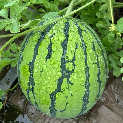 正宗云南麒麟西瓜当季新鲜水果头茬现摘美都无籽脆甜多汁整箱包邮