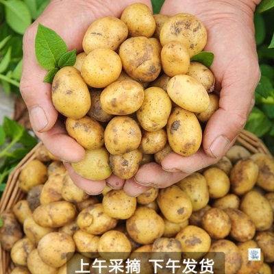 现挖恩施小土豆9斤现挖湖北新鲜黄心土豆当季蔬菜整箱迷你马铃薯
