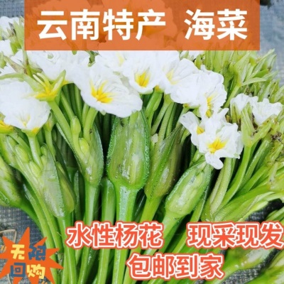 云南农家水性杨花菜海菜花新鲜蔬菜现摘大理特产洱海丽江野菜食材