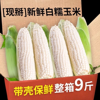 广西现摘冰糖白糯水果玉米生吃棒子新鲜水果即食金银甜嫩糯代餐