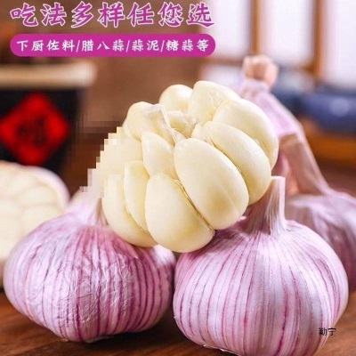 山东新鲜大蒜批发降价带头大蒜头金乡子大紫皮干蒜红皮