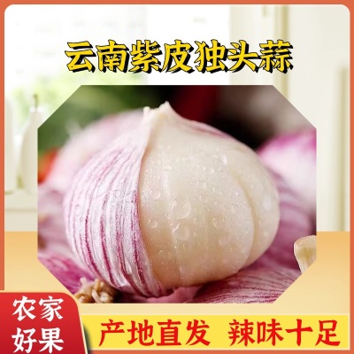 云南独头蒜5斤大蒜头新鲜紫皮独蒜湿大蒜红珍珠干蒜蔬菜整箱