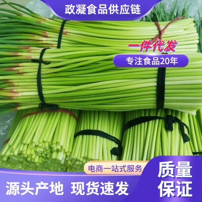 2025现摘新货新鲜蒜苔5-9斤蒜薹农家蒜毫自种蒜苗当季季蔬菜蒜心