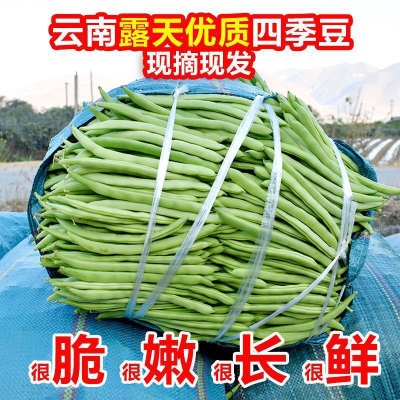 【现摘】云南露天四季豆新鲜时令便宜无筋豆芸豆新鲜蔬菜